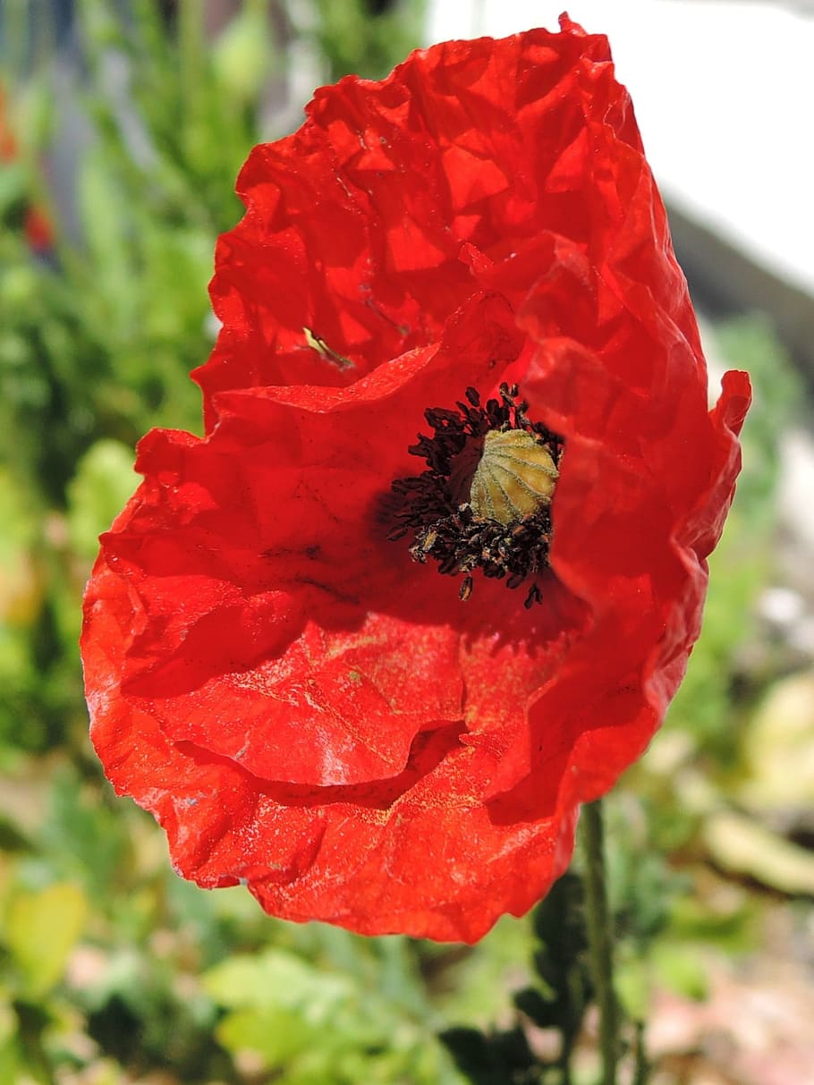 Poppy, Hatching, Spring, red, flower, nature, plant, growth HD wallpaper