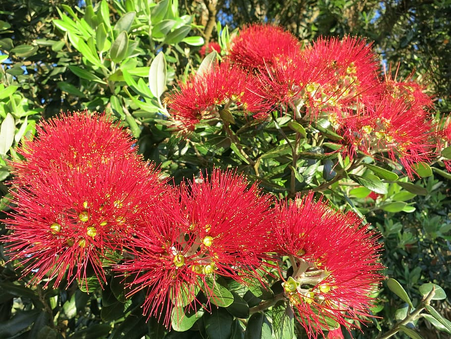 blossom, bloom, red, fire, iron, tree, flower, plant, botany HD wallpaper