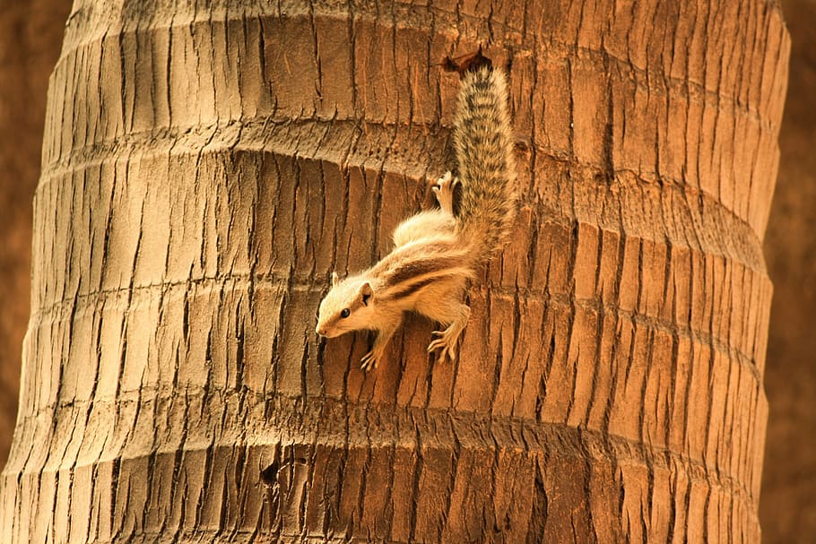 squirrel, palm tree, climbing, rodent, animal, cute, animal themes HD wallpaper