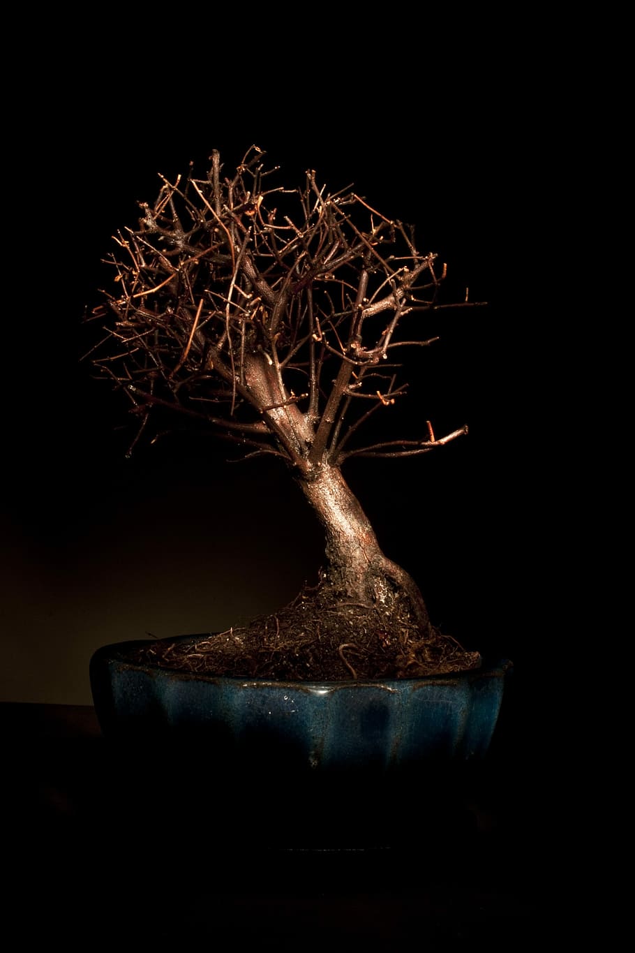 Tree, Light, Coloring, bonzai, light coloring, studio shot HD wallpaper