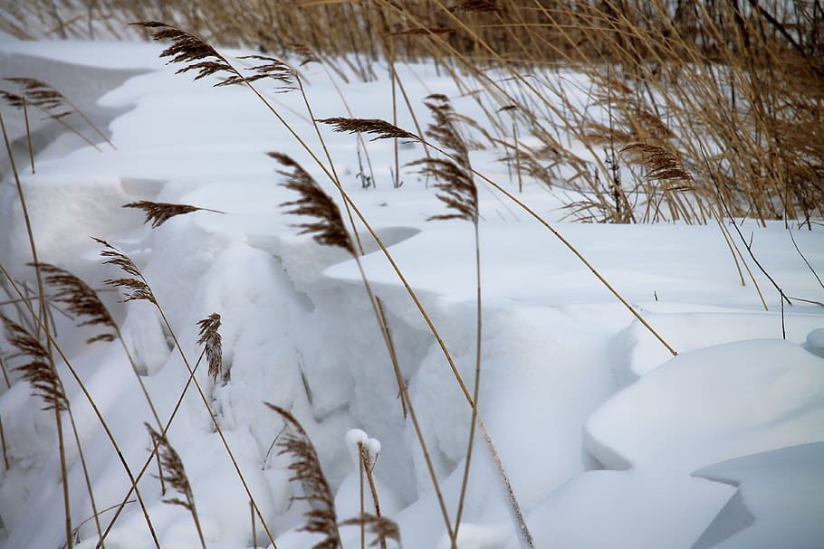 frost, winter, cold, rush, snow, wintry, impression, nature HD wallpaper