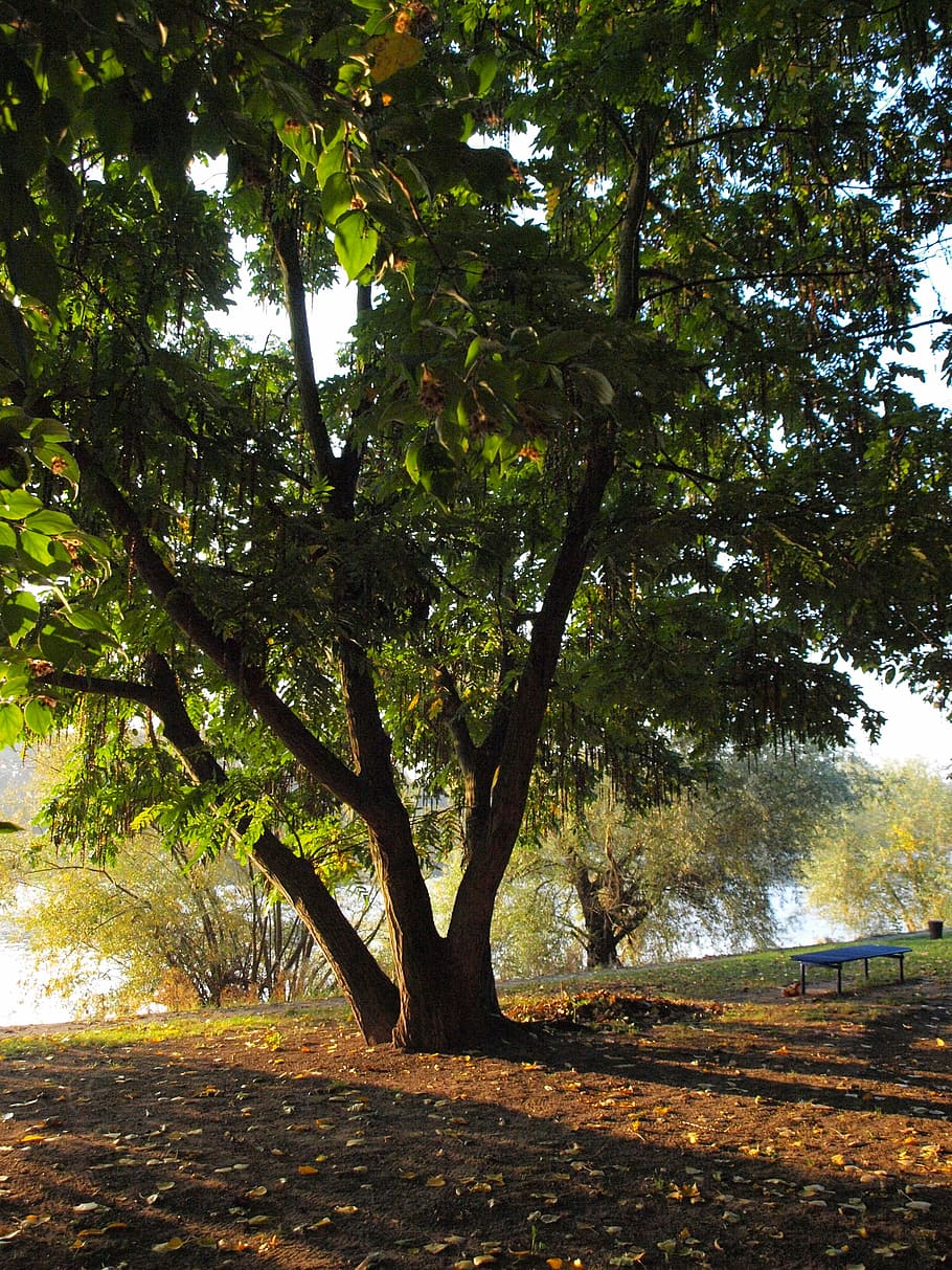 tree, park, main, river, morgenstimmung, bank, river landscape HD wallpaper