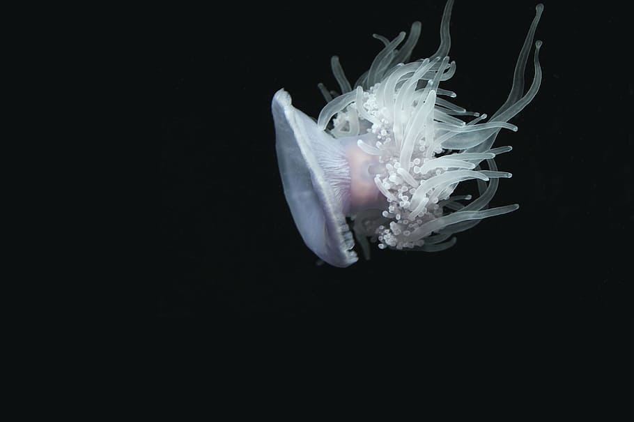 animal, jellyfish, underwater, black background, sea, studio shot HD wallpaper