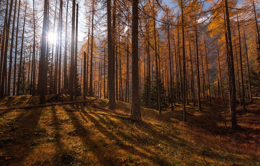 photography of forest during daytime, woodland in autumn season HD wallpaper