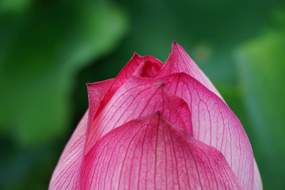 spring, flower, pink, plant, fragility, vulnerability, flowering plant HD wallpaper