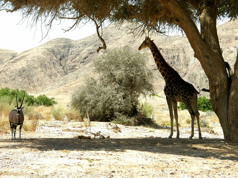 giraffe, oryx, shade, tree, shelter, heat, sun, namibia, sand HD wallpaper