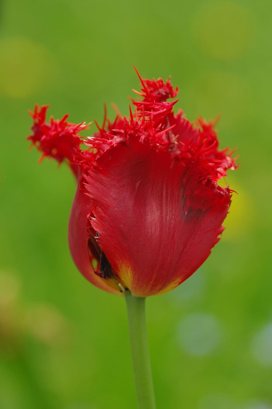 Plant, Blossom, Bloom, Macro, Nature, flower, tulip, red, close-up HD wallpaper