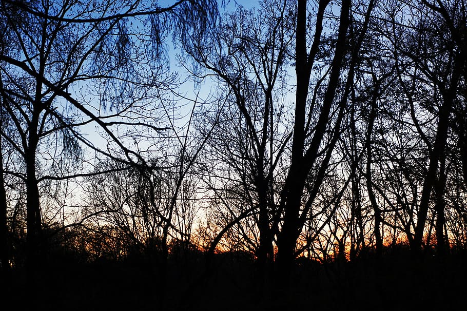 dusk, tree, sunset, nature, sky, silhouette, plant, tranquility HD wallpaper