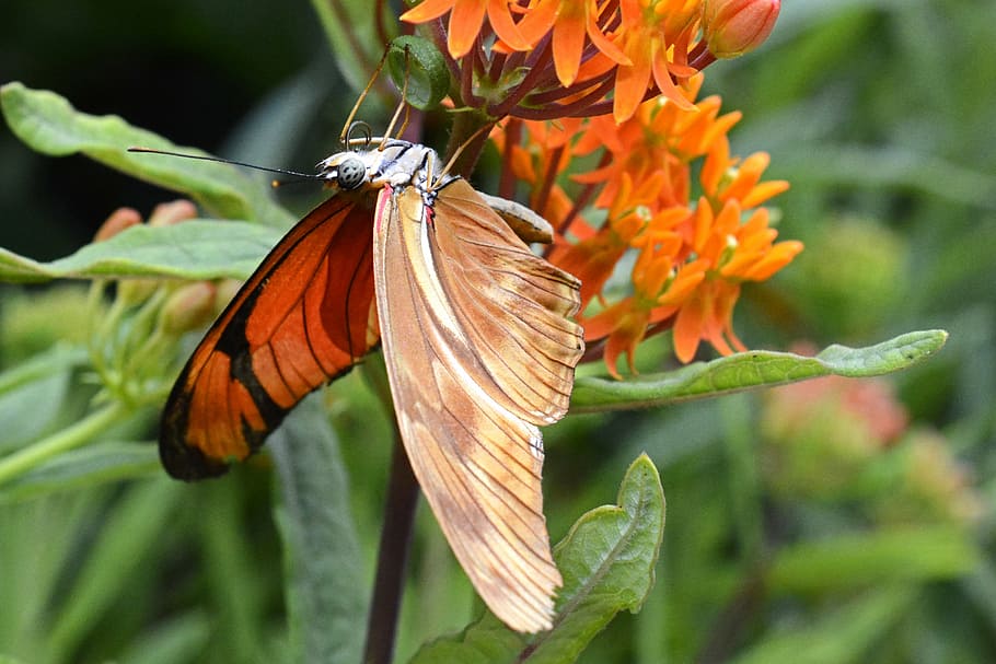 orange and black butterfly, insect, wing, eyes, animal, suction nozzles HD wallpaper