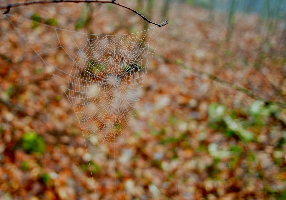 web, forest, spring, serenity, fragility, spider web, nature HD wallpaper