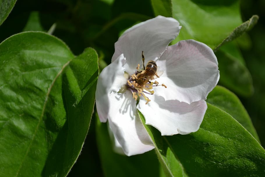 Bee, Flower, Quince, Spring, White, petals, green, pollination HD wallpaper