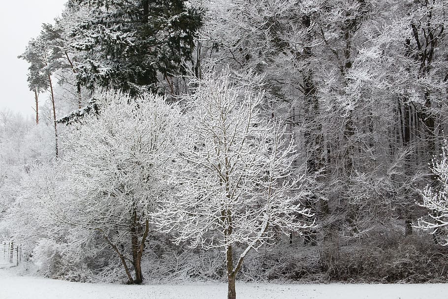trees, snow, winter, cold, rest, wintry, plant, cold temperature HD wallpaper