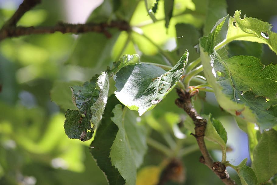 Apple, Tree, Leaves, Plant, Branch, orchard, floral, green color HD wallpaper