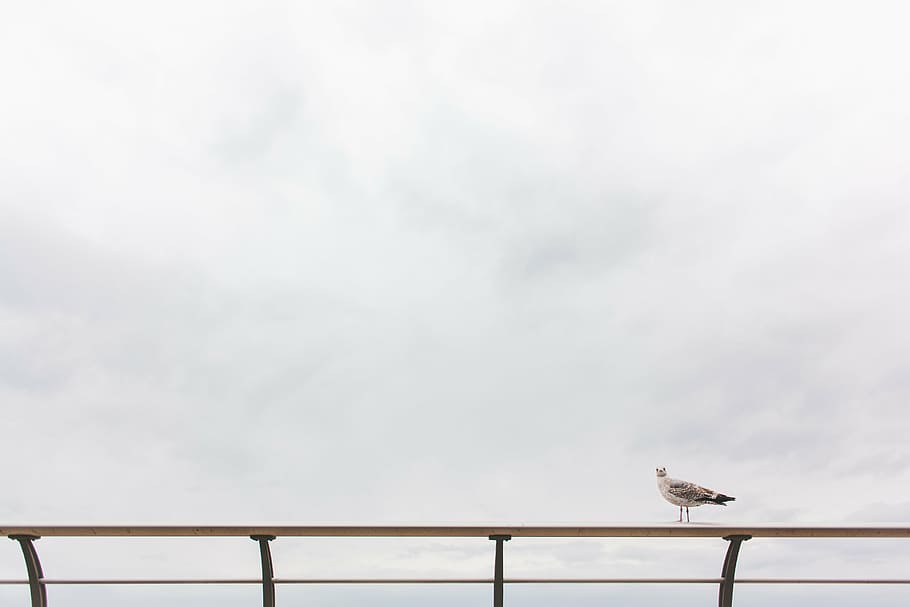 white bird on the rail, grey, gull, perching, metal, balustrade, HD wallpaper