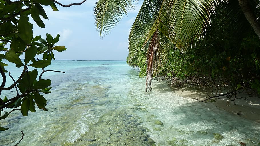 beach, rock, sea, palm trees, holiday, coast, sand, water, nature HD wallpaper