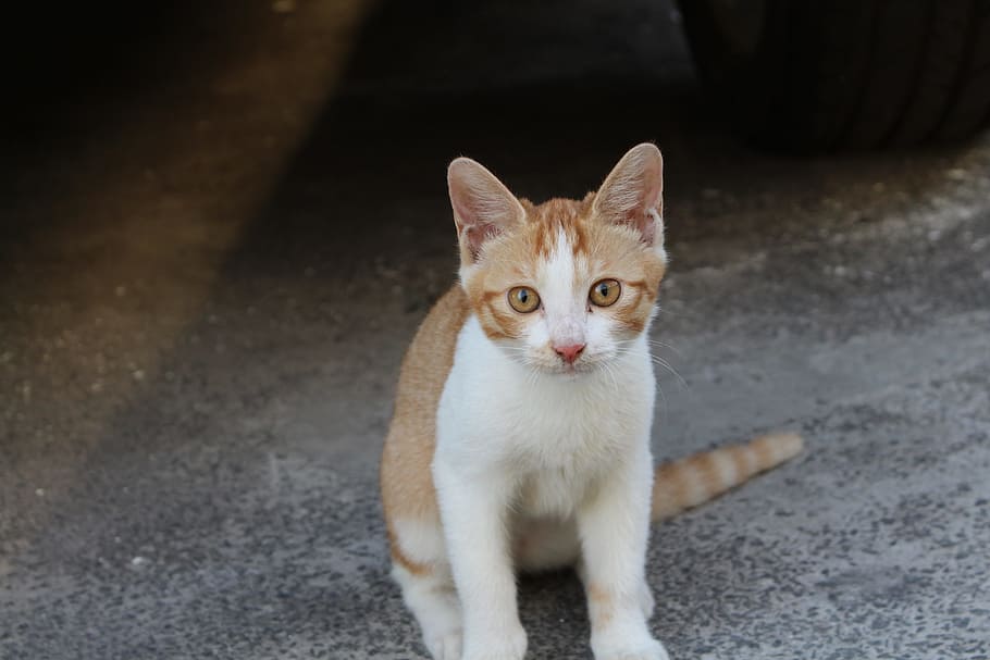 animal, kitten, cute, domestic, pets, one animal, cat, domestic cat HD wallpaper