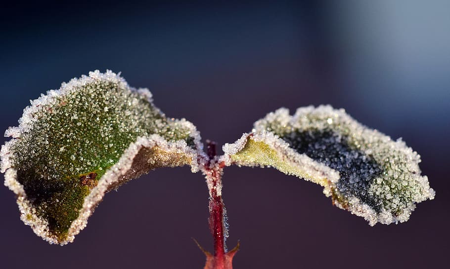 frost, cold, winter, leaves, ripe, hoarfrost, ice, eiskristalle HD wallpaper