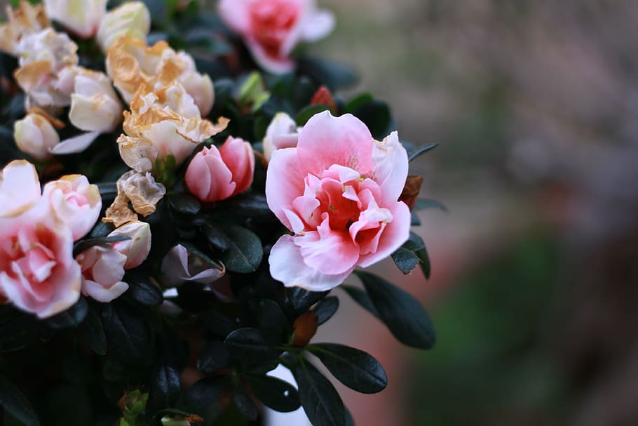 flower, pink, beautiful, flowering plant, fragility, freshness HD wallpaper