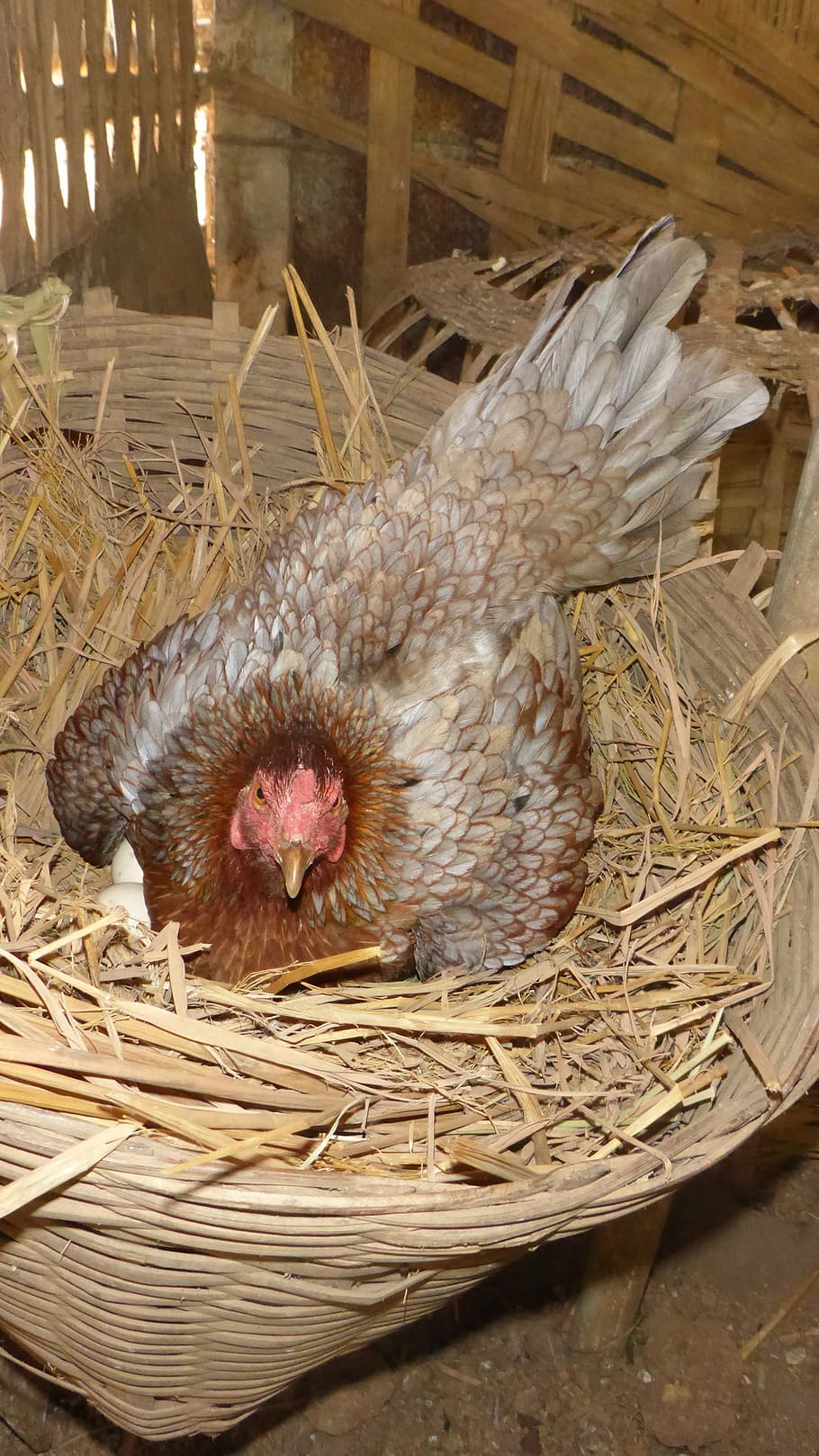 hen, oviparous, egg, bird, animal, animal themes, vertebrate HD wallpaper