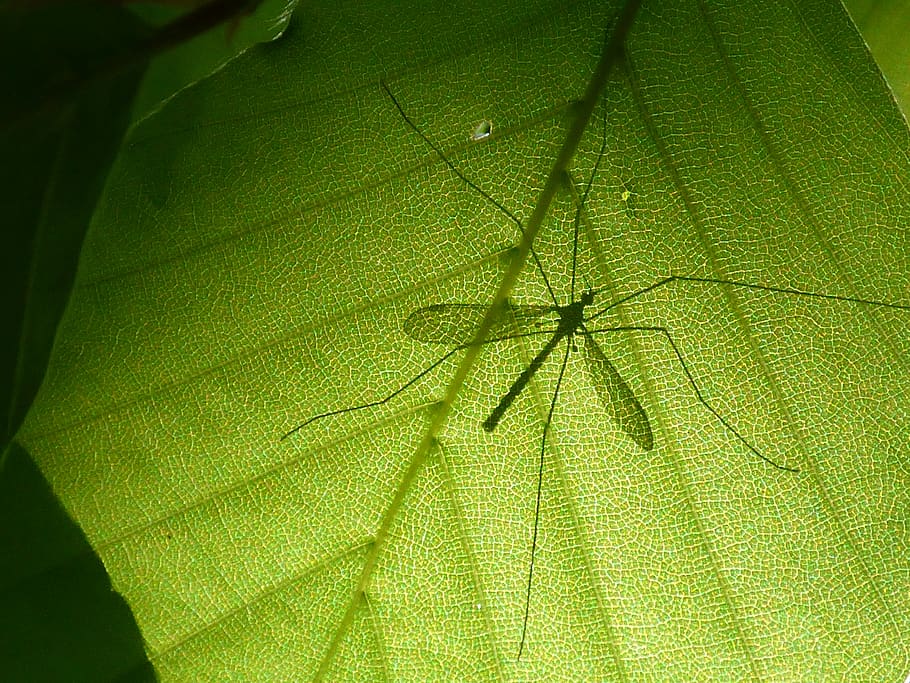 macro, leaf, insect, leaf structure, leaves, nature, plant part HD wallpaper