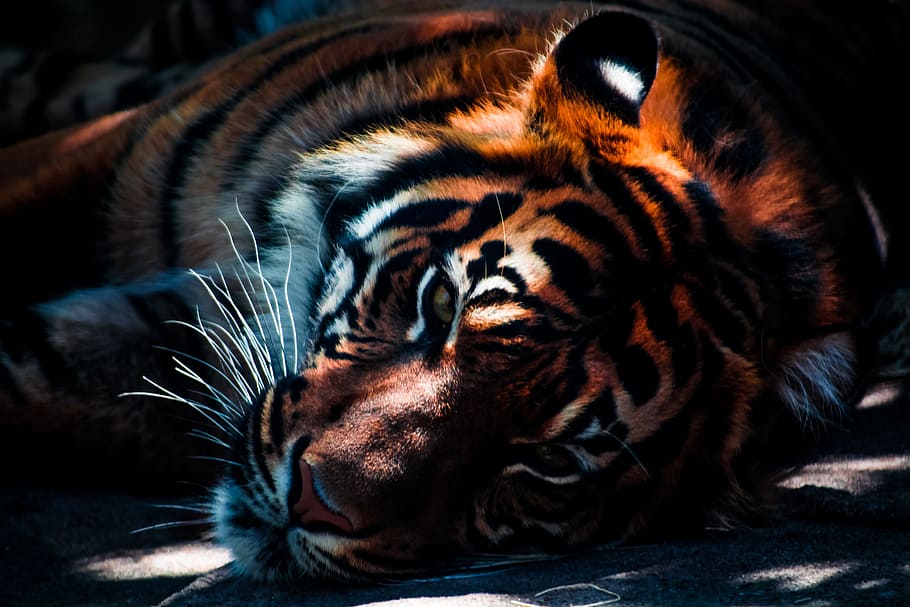 HD wallpaper: orange and black tiger lying on ground, wildlife, animal, cat  | Wallpaper Flare