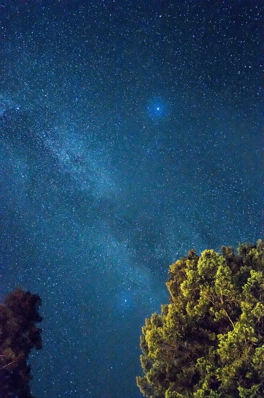 tall green tree, green leaf trees, low-angle, photography, nighttime HD wallpaper