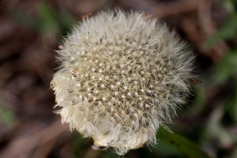 dandelion, down, white, plant, flower, close-up, vulnerability HD wallpaper