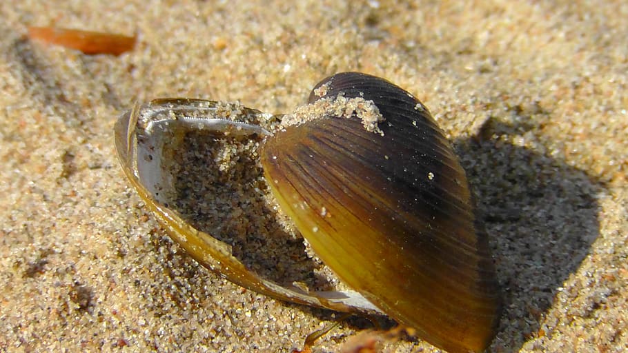 shell, housing, sand, sand beach, nature, mussels, sea animals HD wallpaper