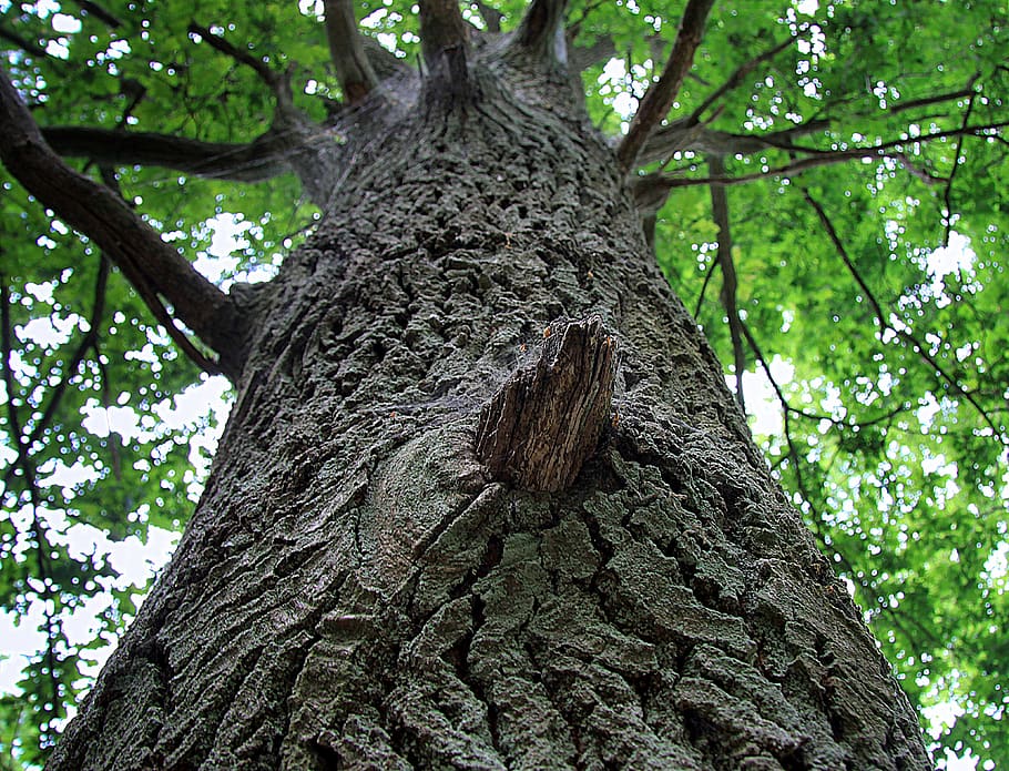 tree, the bark, konary, nature, natural monument, plant, trunk HD wallpaper