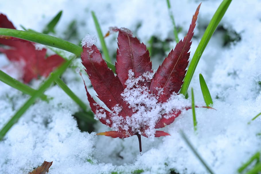 the first sight, leaves, maple leaf, cold temperature, winter HD wallpaper