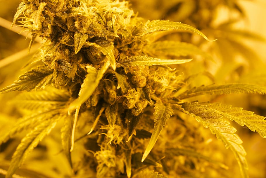 close up photo of plant, Mmj, Maryjane, Marijuana, Herb, Leaf, HD wallpaper