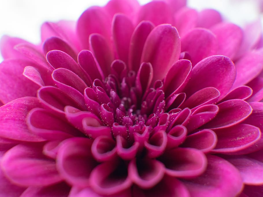 pink, flower, bloom, petal, flowering plant, close-up, fragility HD wallpaper