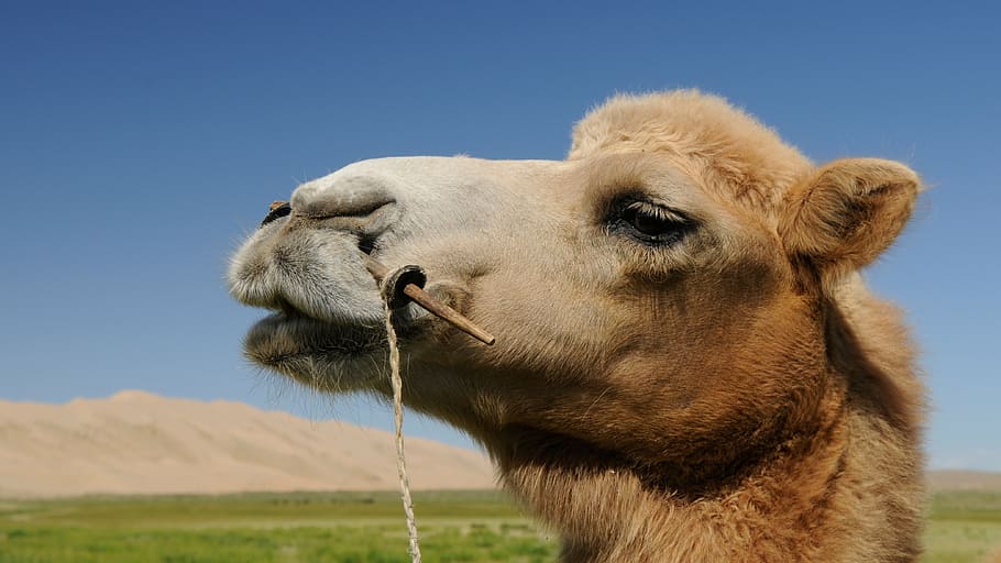 camel, mongolia, desert, portrait, animal themes, mammal, one animal HD wallpaper
