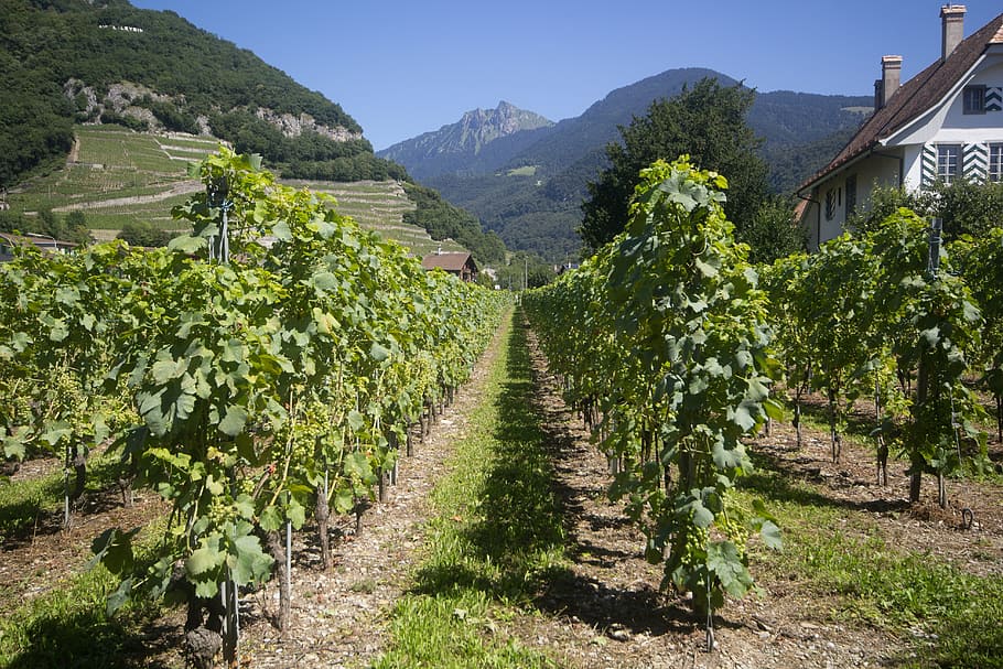 vines, grape, grape vine, fruit, vineyard, agriculture, winery HD wallpaper