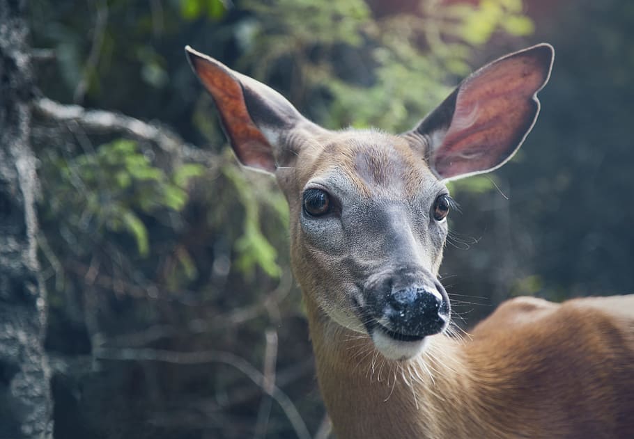 selective focus photo of deer in forest, focus photography of brown deer HD wallpaper
