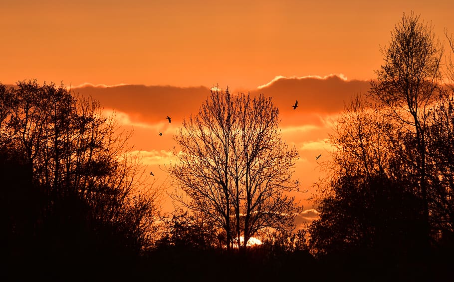 silhouette of trees under the golden hour, sunset, red, afterglow HD wallpaper