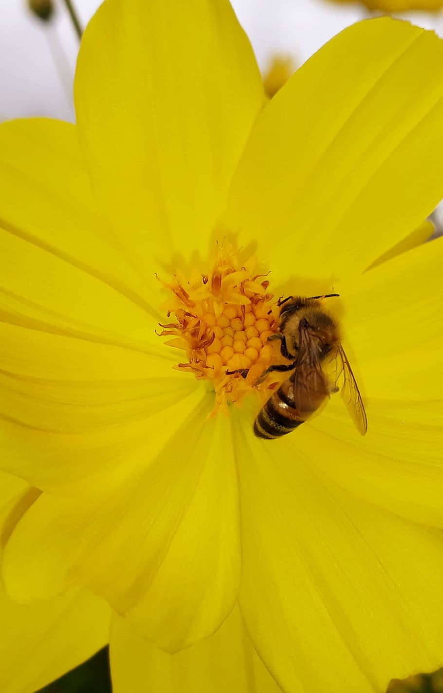 nature, anthophila, insect, pollen, flower, flowering plant HD wallpaper