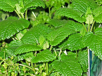green leafed plant, Herbs, Mint, Thyme, Green, Leaves, garden HD wallpaper
