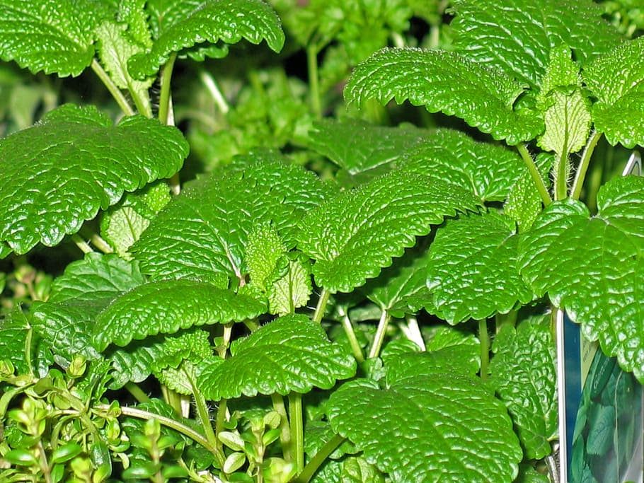 green leafed plant, Herbs, Mint, Thyme, Green, Leaves, garden HD wallpaper