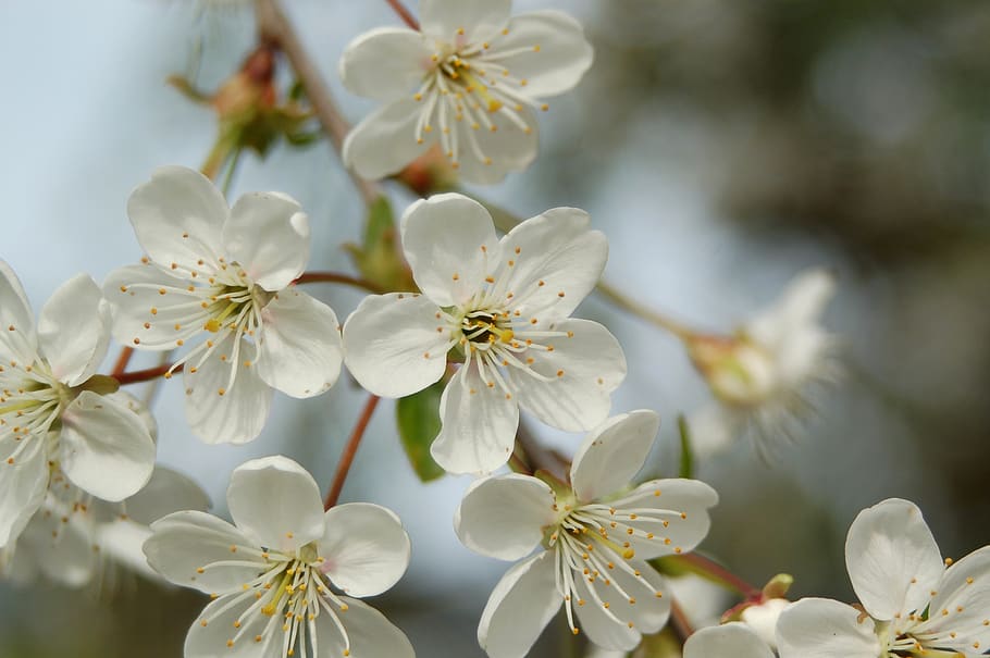 flower, cherry, plant, nature, tree, spring, flowering plant HD wallpaper