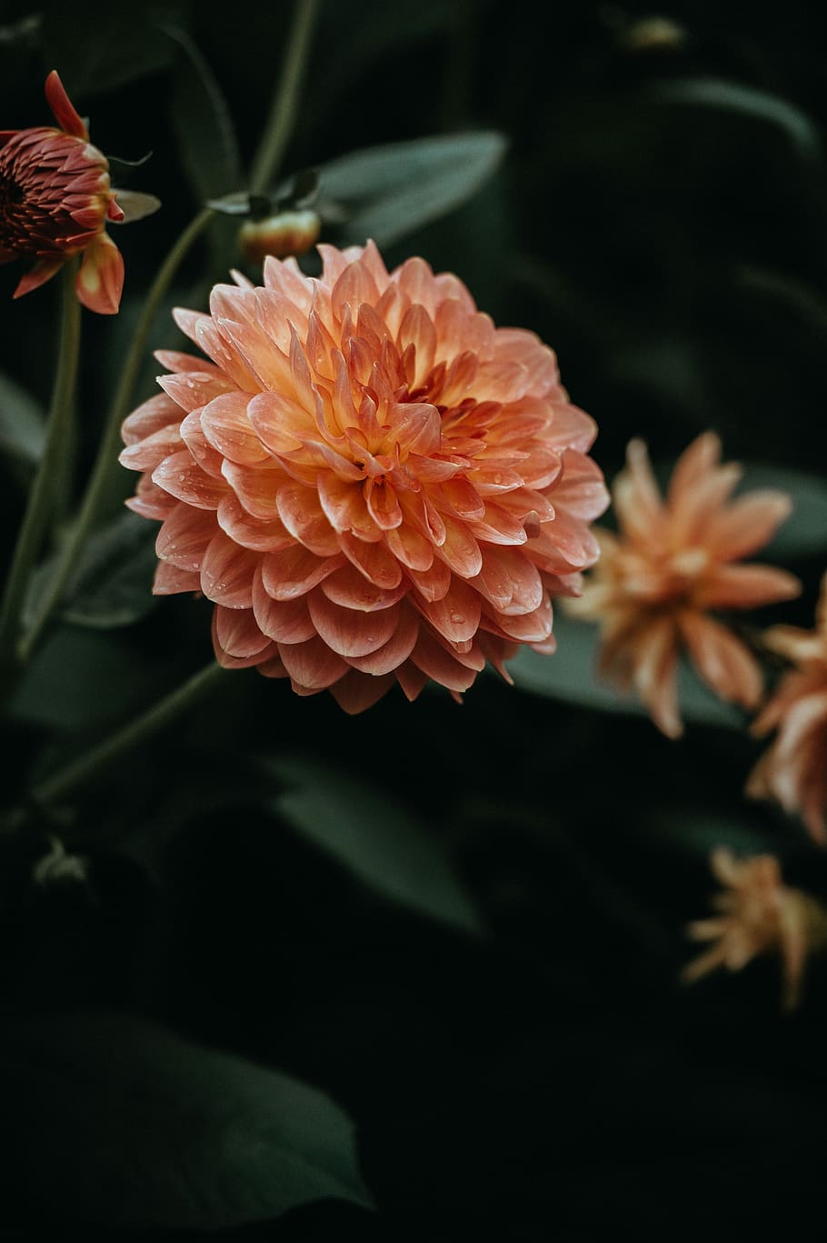 Dahlia, shallow focus photography of pink flower, bloom, petal HD wallpaper