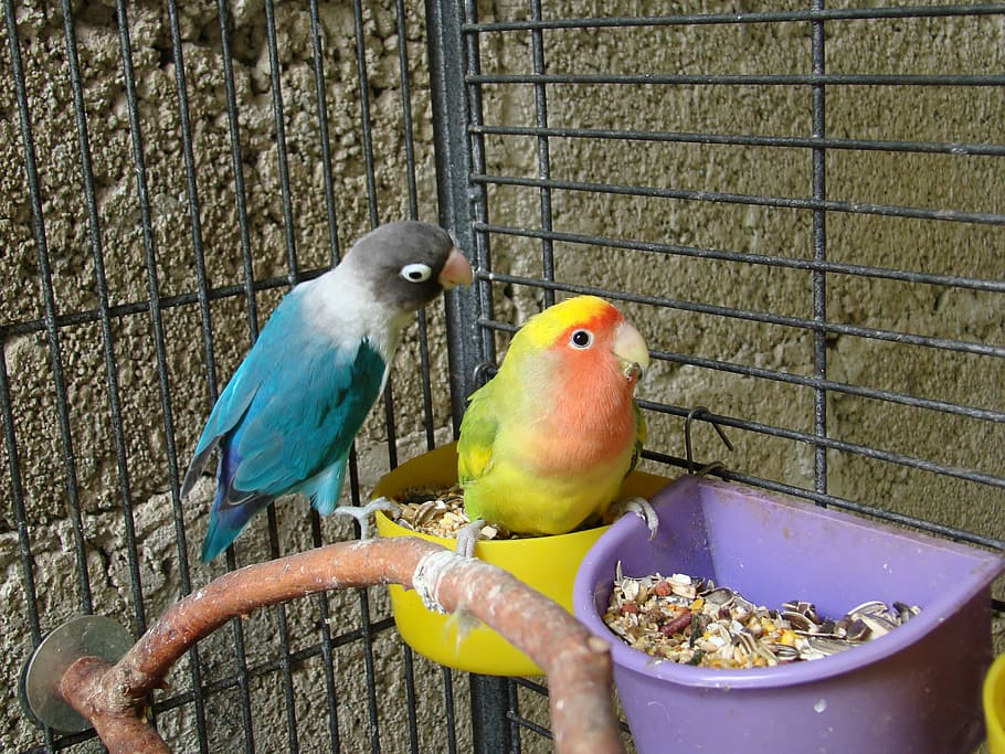 birds, pair, pets, beautiful, parrots, colorful, cage, animal HD wallpaper