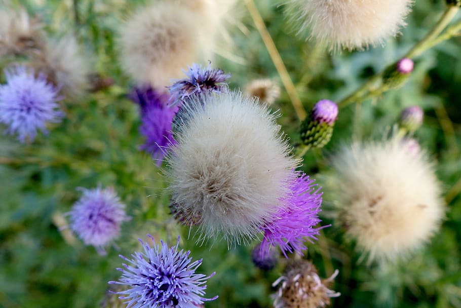 flowers, wild, spring, plant, flowering plant, growth, freshness HD wallpaper