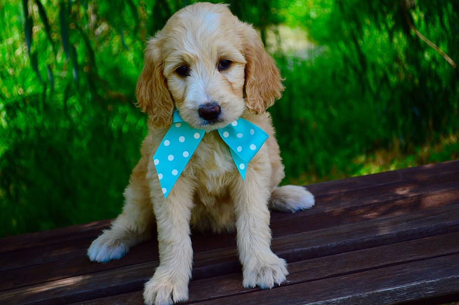 tan cocker spaniel puppy on focus photo, goldendoodle, two HD wallpaper