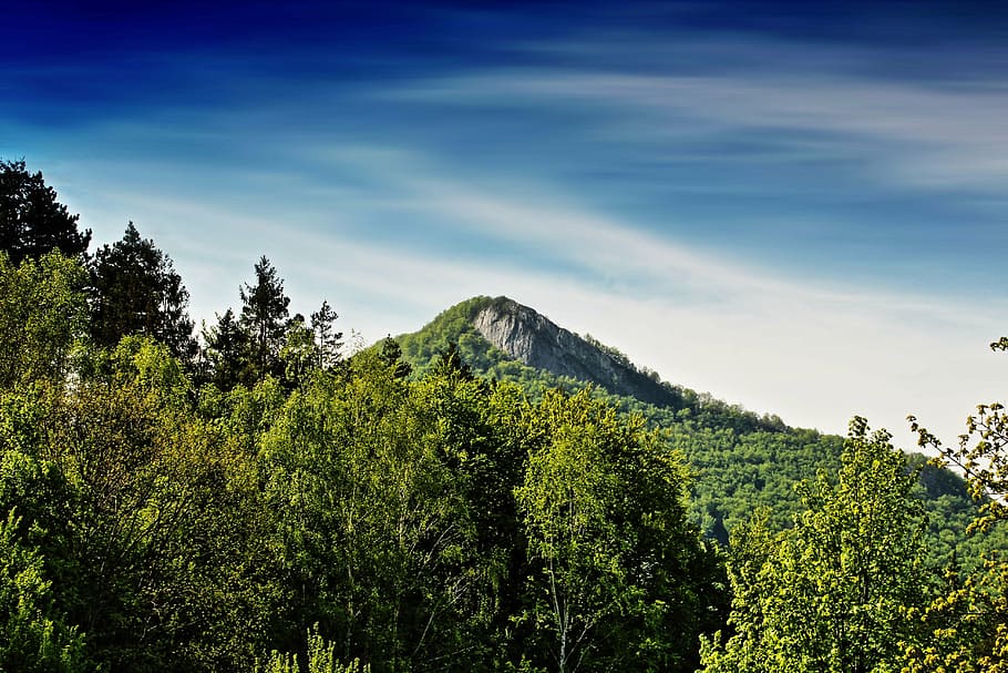 hill, forest, nature, landscape, sky, scenery, green, wood HD wallpaper