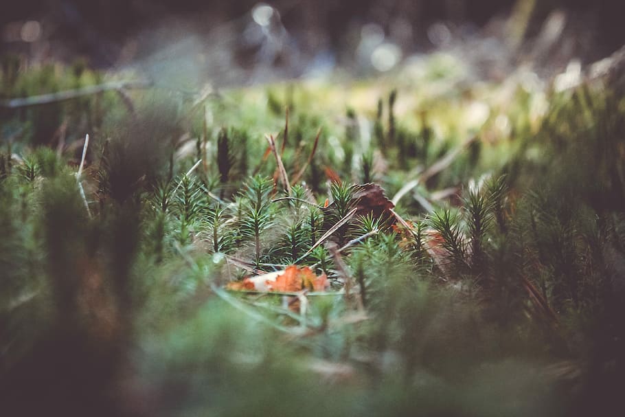 green plant during daytime, moss, forest, ground, grass, fall HD wallpaper