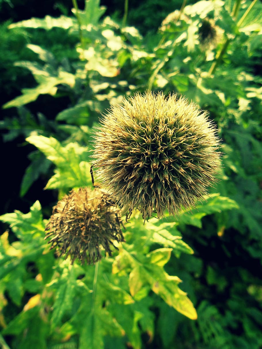thistle, spikes, plant, macro, botanical garden, nature, growth HD wallpaper