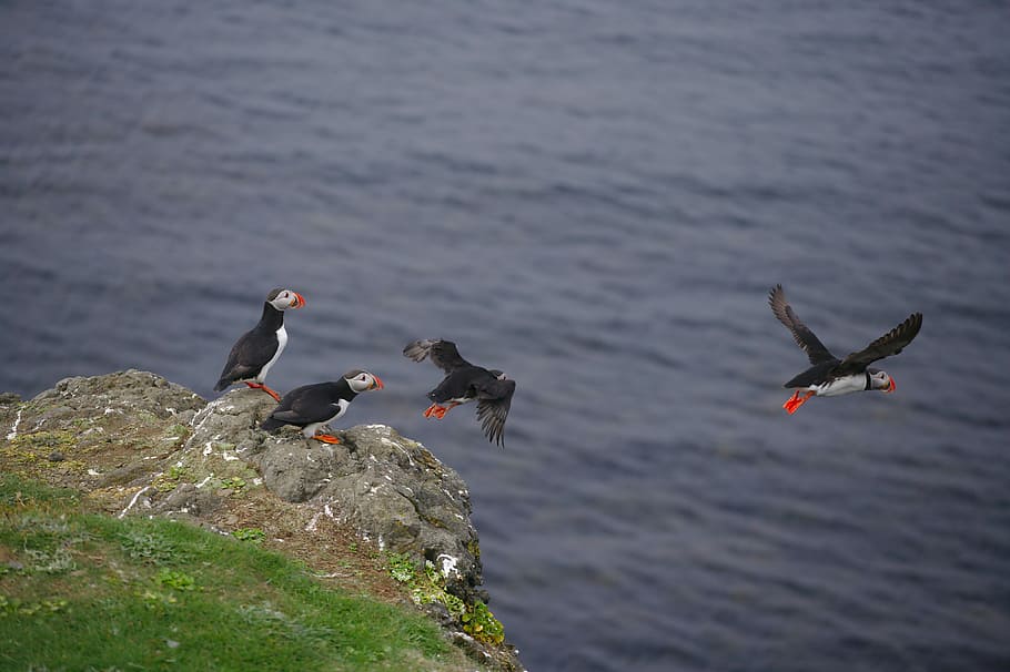 photo of puffin on grey cliff, four puffins on the ledge, bird HD wallpaper