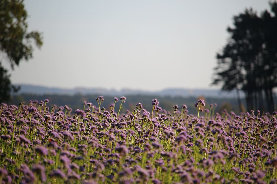 landscape, bees, phacelia, lighting, field, nature, autumn HD wallpaper