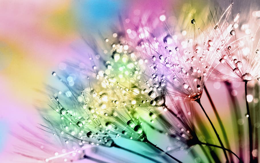 multicolored dandelion art, flora, nature, summer, bright, blowball